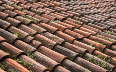 Why Should West Palm Beach Residents Invest in Roof Cleaning?